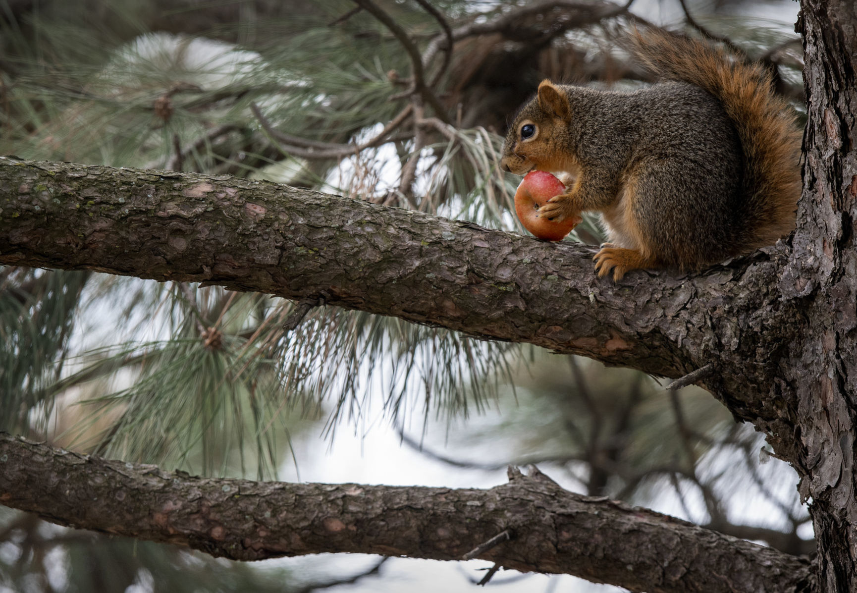 Apple-Eating Squirrel, 4.4